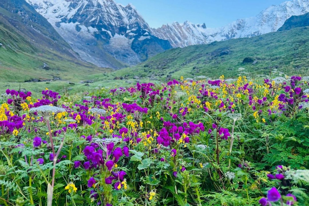 Food on Annapurna Base Camp Trek